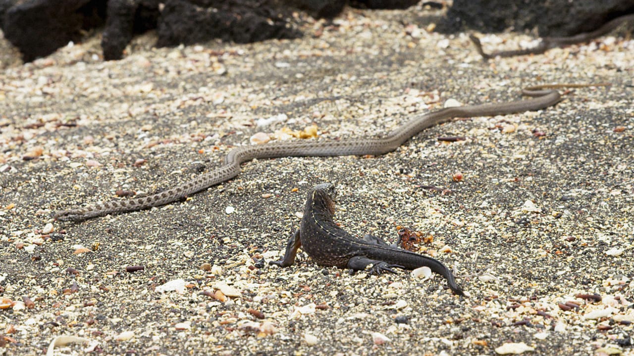 iguana